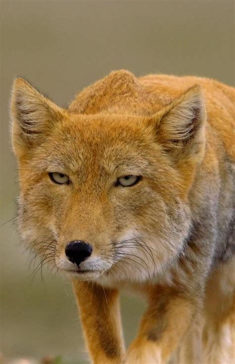 I Fucking Made A Fucking New Fucking Character What The Fuck Should I