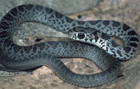 Juvenile Black Racer Snake