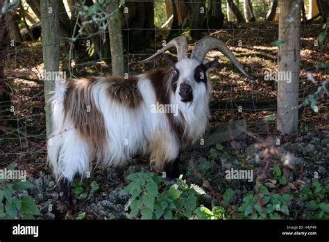 Pet Pygmy Goat Buck In The Woods Stock Photo Alamy