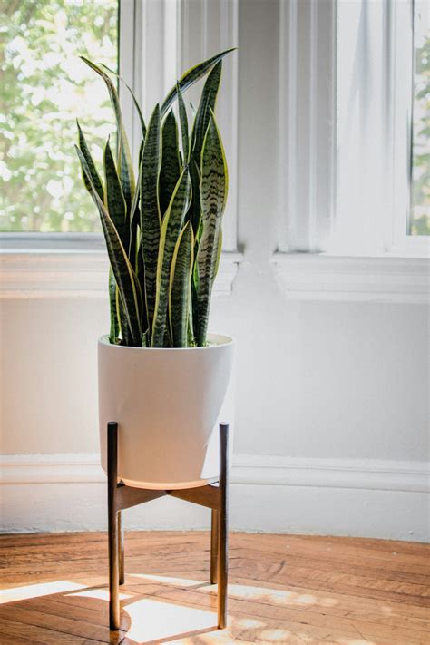 10 Popular Types Of Snake Plants For Your Home Or Office
