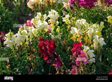 Field Of Snapdragon Flower Hi Res Stock Photography And Images Alamy