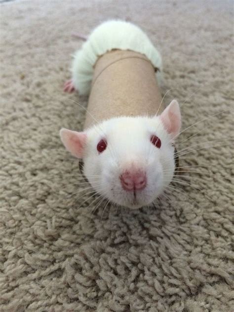 Pet Rat Costume Rat Photo Cute Rat Funny Animal Picture Animal Pfp Pets