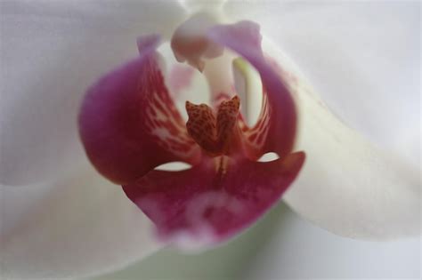 Premium Photo Flower Clitoris Vagina Vulva Concept Orgasm Spring Bloom Erotic Orchid Blossom