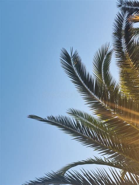 Hoja De Palmera Para Fondo Aislado En Cielo Azul Foto De Archivo