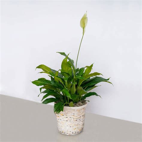 Peace Lily Green Plant Four Seasons Flowers Flower Delivery In San