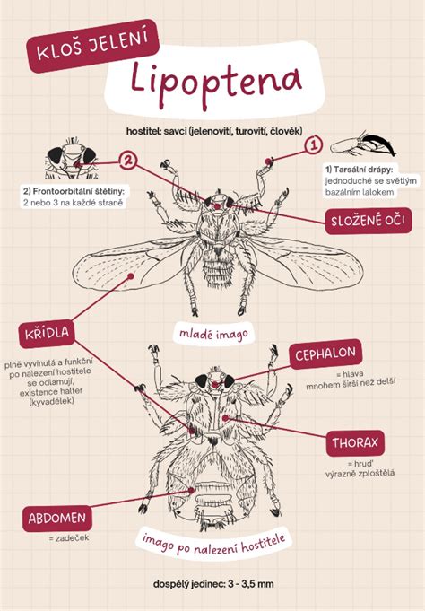 krevsajici paraziti biologie uciteleucitelumcz