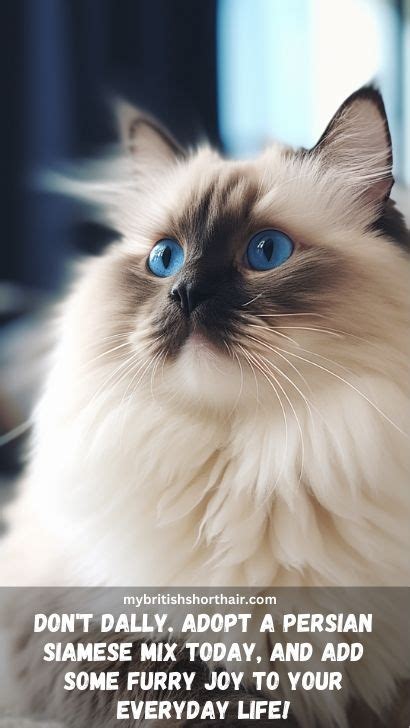 Siamese Persian Mix Cat 15 Facts About Persian Siamese Mix Cat Breed