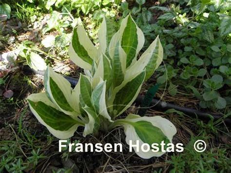 Hosta Naked Lady Fransen Hostas