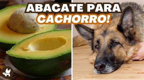 Cachorro Pode Comer Abacate Descubra A Verdade Youtube