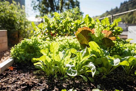 What To Grow In Garden | Storables