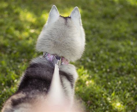 Мартингейл Bender&Frai