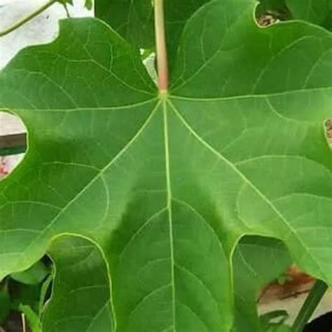 contoh daun jarak  koleksi gambar