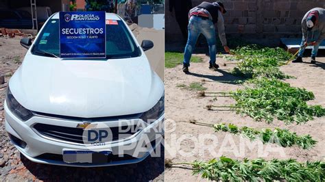 Hallaron Plantas De Marihuana Cuando Buscaban A Un Sujeto Por Herir A