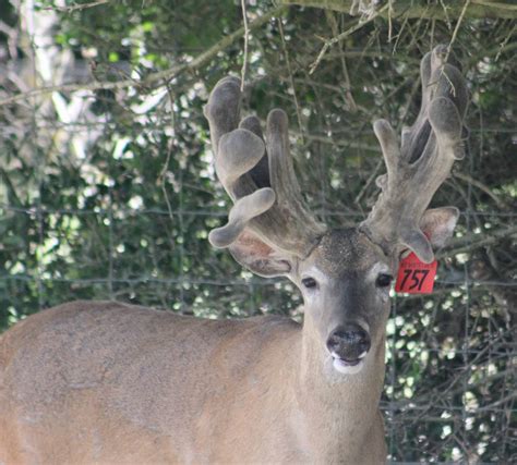 M Whitetails Did Someone Switch The Ear Tags On Me Deer Breeder