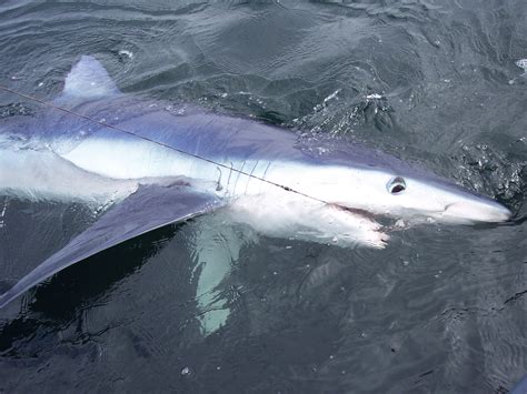 Cork Harbour Angling Hub: Shark Attack.....