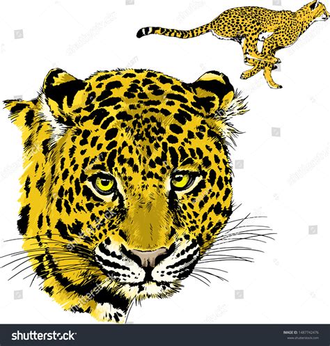 Snarling Face Leopard Painted By Hand Stock Vector (Royalty Free) 1487742476 | Shutterstock