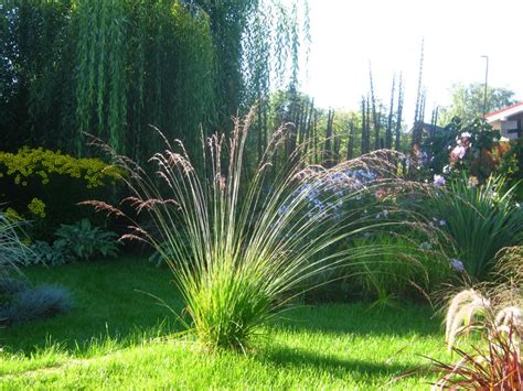 Вейник Карл Форстер в ландшафтном дизайне (43 фото) - фото - картинки и ...