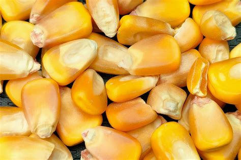 Healthy Corn Food Free Photo On Pixabay