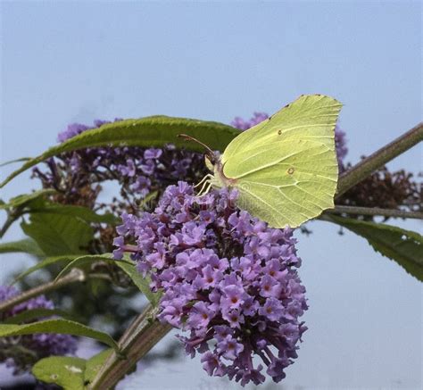 Borboleta Empoleirada Numa Folha Verde Foto De Stock Imagem De