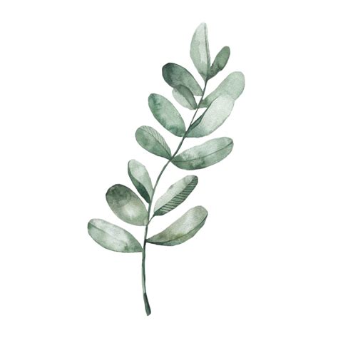 Листья эвкалипта акварель - фото и картинки abrakadabra.fun