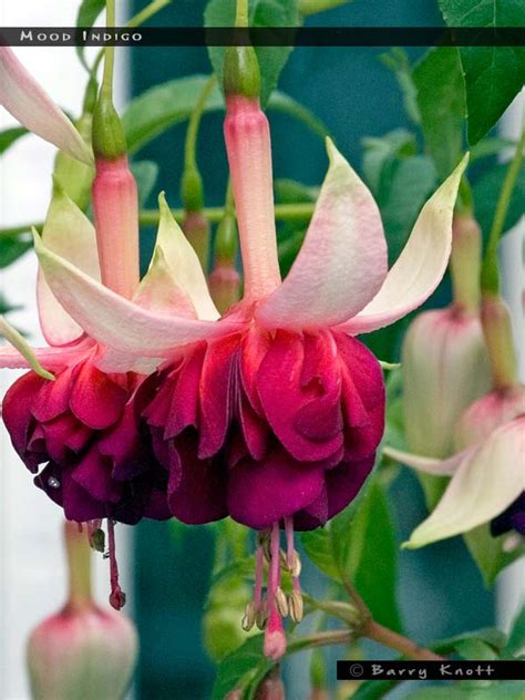 Mood Indigo - FuchsiaFinder