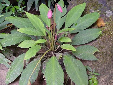 Piptospatha grabowskii | Cây, Cánh