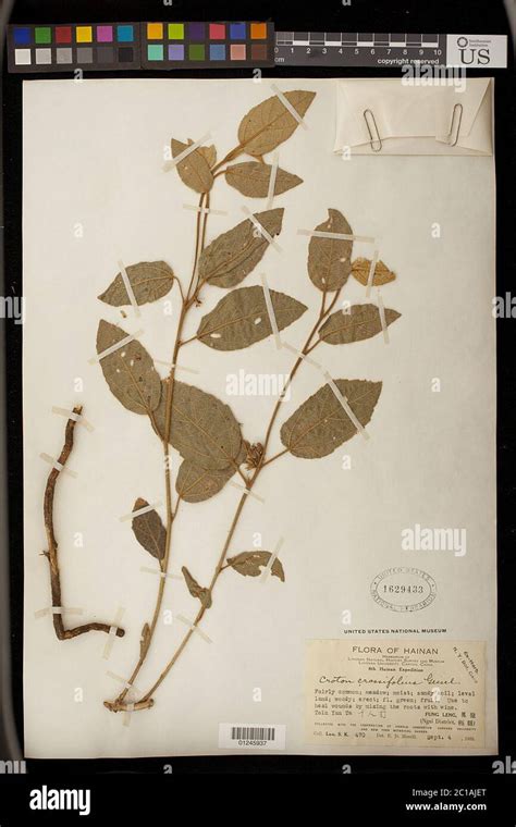Croton Crassifolius Geiseler Croton Crassifolius Geiseler Stock Photo