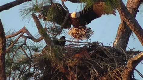 SWFL Eagles Dad Delivers A Meal For Each E The E S Like Mom S