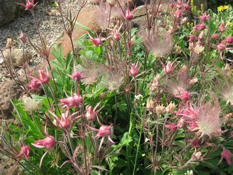 Geum Triflorum 2010 Rotary Botanical Gardens