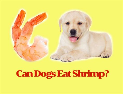 dogs eat shrimp  raw  cooked shrimp safe  pet dogs kain tek