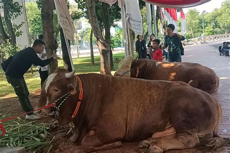 Sapi Kurban Jokowi Ma Ruf Jadi Rebutan Selfie Di Istiqlal Jemaah