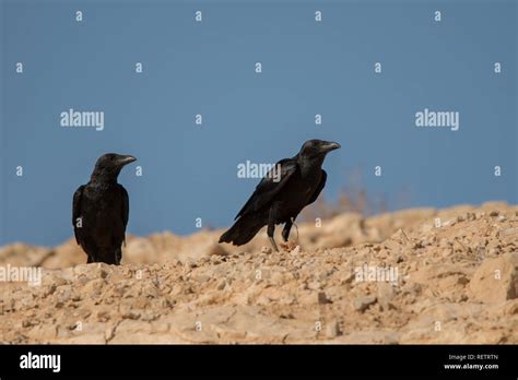 Fan Tailed Raven Corvus Rhipidurus Stock Photo Alamy