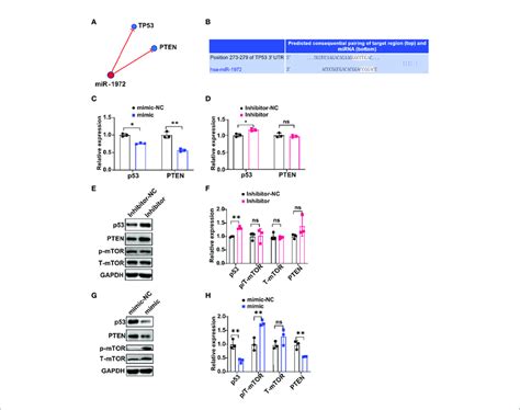 Mir Exerts Function Via P Mtor Signaling In Ecs A B