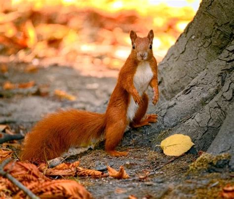 Red Squirrel - Tamiasciurus Hudsonicus - Boreal Forest