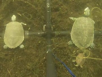 Carleton University Biology Team Use 3D Printed Sex Dolls To Study Turtle Mating Habits