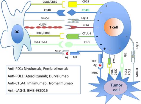 Illustration Of The Immune Checkpoint Molecules And Their Inhibitors