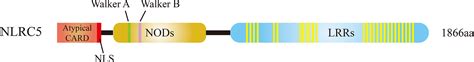 Frontiers NLRC5 A Potential Target For Central Nervous System Disorders