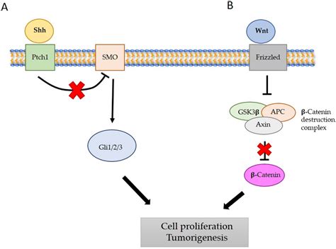 Hedgehog Signaling Pathway