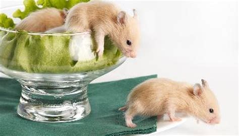 Teddy Bear Hamster & Pregnancy | Animals - mom.com