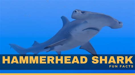 Hammerhead Sharks Facts For Kids | Kids Matttroy