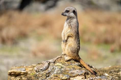 Кто такой сурикат и как выглядит животное, интересные факты и фото