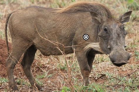 Kok And Seyffert Big Game Hunting Species List Warthog