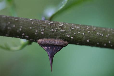 Zanthoxylum armatum - Tropengarten-Shop