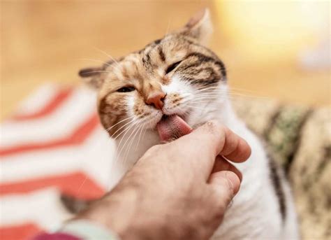 Warum Leckt Meine Katze Mich Ab Gr Nde Und Bedeutung Haustiereleben