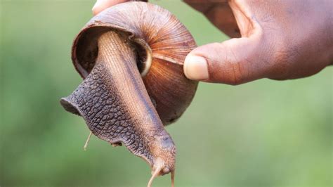 Giant African Land Snails That Can Grow To Size Of Rats Put Town In