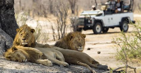 Sambesi 3h Game Drive | GetYourGuide