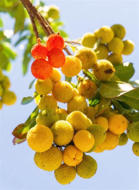 Yellow green ripening strawberry tree fruit on a branch | Premium Photo