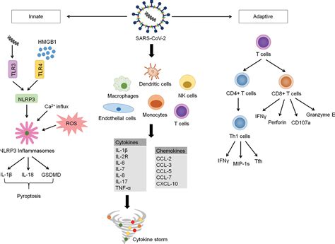 Frontiers Hyperinflammatory Immune Response And Covid A Double