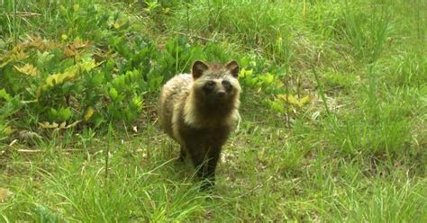 Fukushima Nuclear Disaster Evacuation Zone Now Teems With Wildlife Cnet