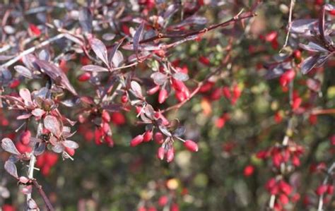 БАРБАРИС (Berberis) / Питомник растений КФХ "САД МЕЧТЫ" - АГРОНОМЫ ...